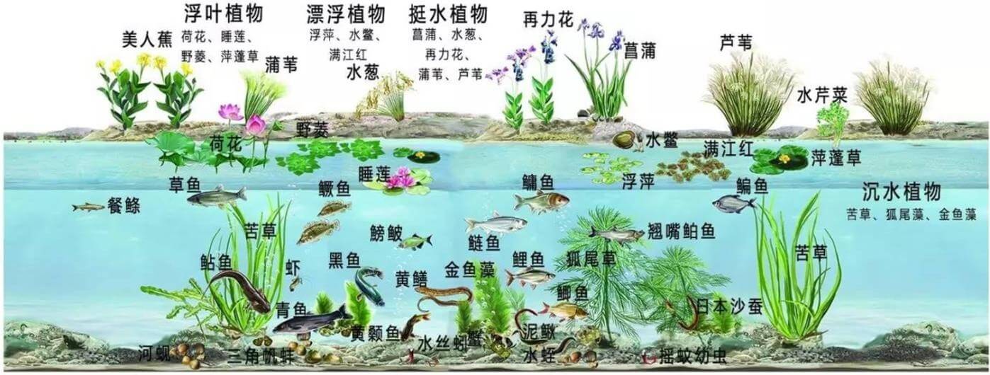 景觀水體、湖泊等生態(tài)修復(fù)解決方案